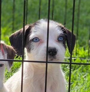 Enlarge Cornell, a Adoptable mixed breed in Reno, NV image 2/6
