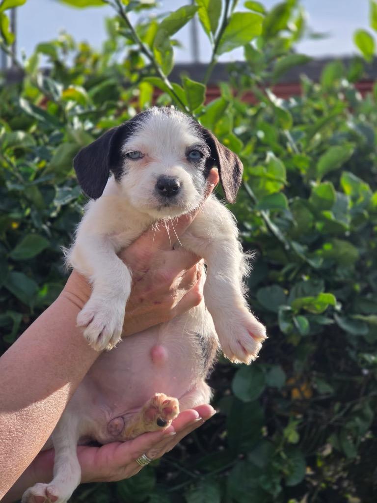 Enlarge Cornell, a Adoptable mixed breed in Reno, NV image 3/6