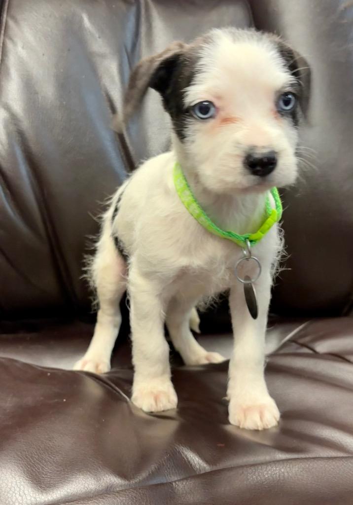 Enlarge Cornell, a Adoptable mixed breed in Reno, NV image 4/6