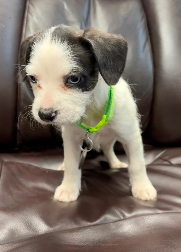 Enlarge Cornell, a Adoptable mixed breed in Reno, NV image 5/6