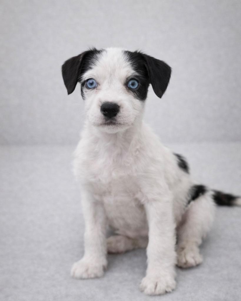 Enlarge Cornell, a Adoptable mixed breed in Reno, NV image 6/6