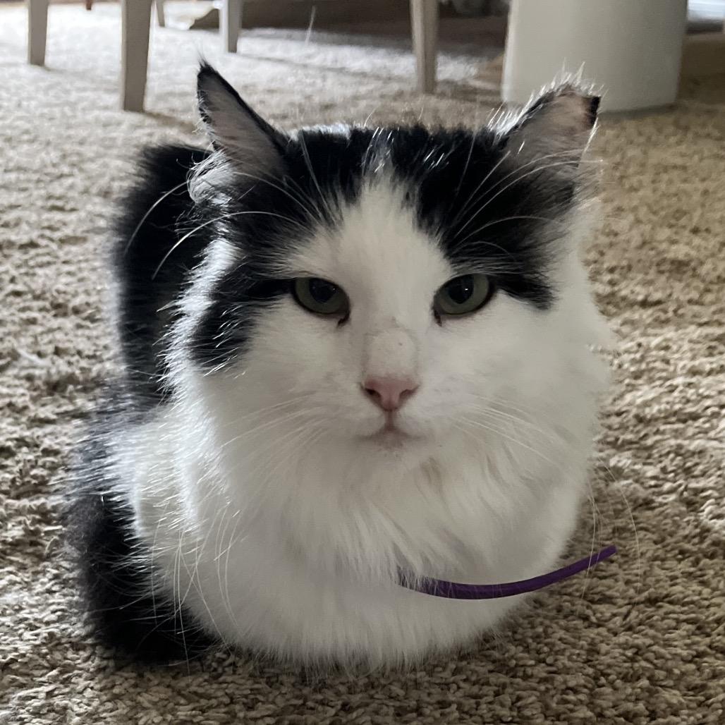 Sheba, a Adoptable Domestic Long Hair in Fresno, CA image 1/4