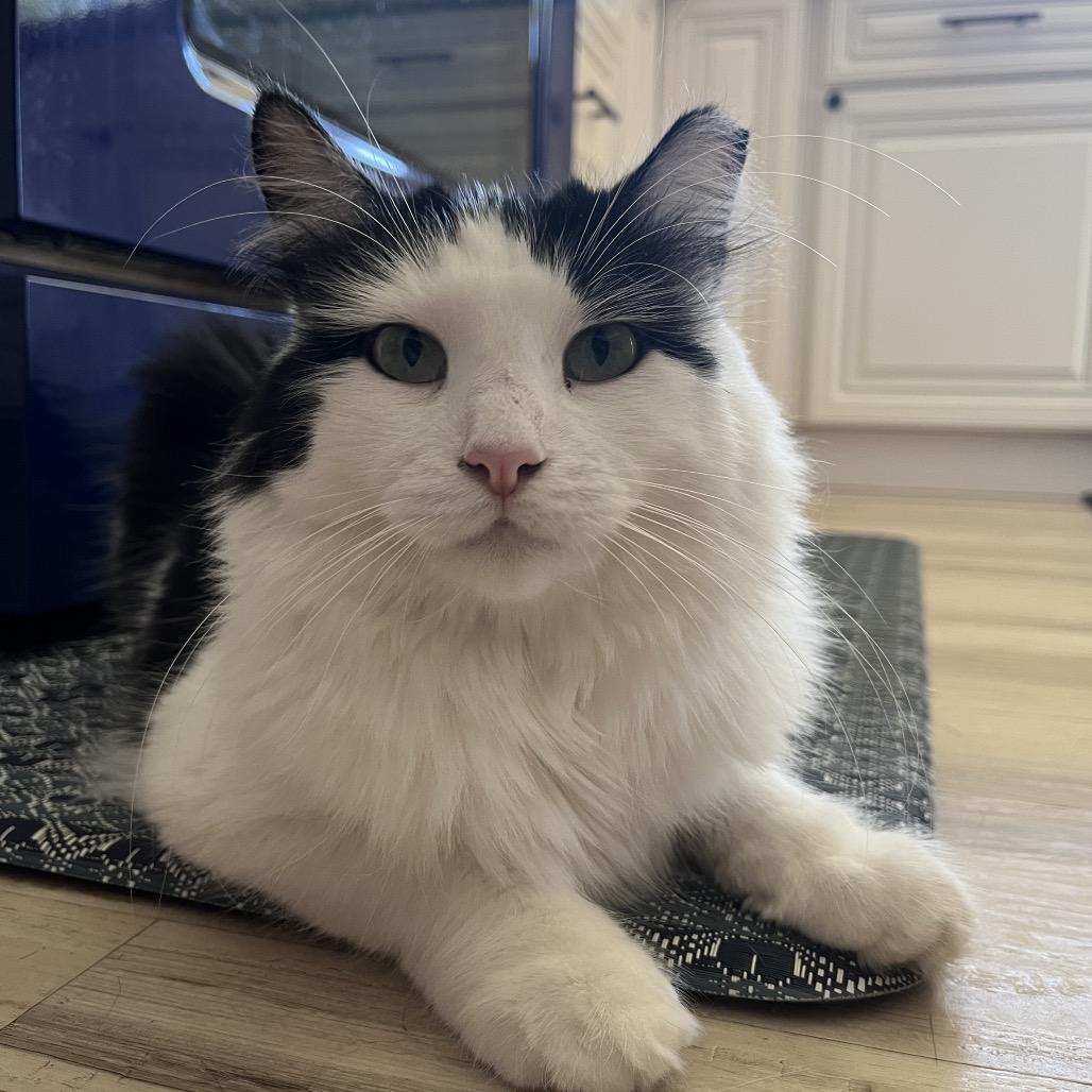 Sheba, a Adoptable Domestic Long Hair in Fresno, CA image 2/4