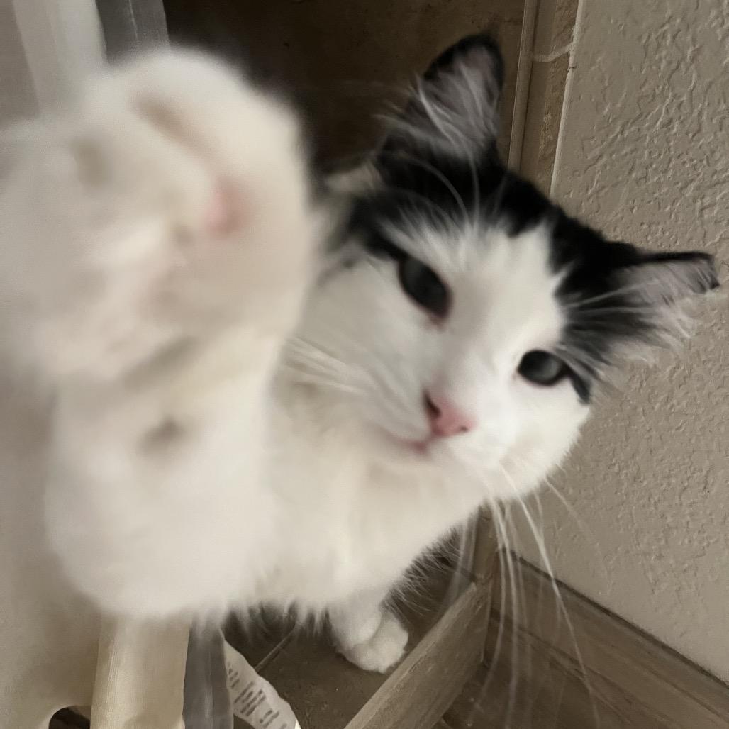 Sheba, a Adoptable Domestic Long Hair in Fresno, CA image 3/4
