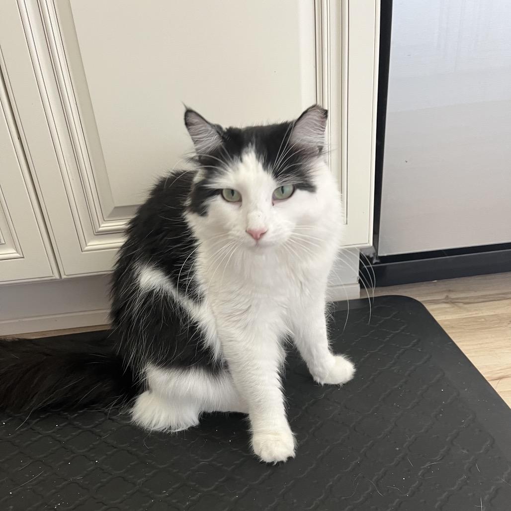 Sheba, a Adoptable Domestic Long Hair in Fresno, CA image 4/4