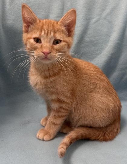 Enlarge Olive, an adopted Domestic Short Hair in Buffalo, MN image 1/1