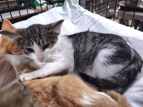 Dancer, Adopted, Kitten Female Domestic Short Hair.