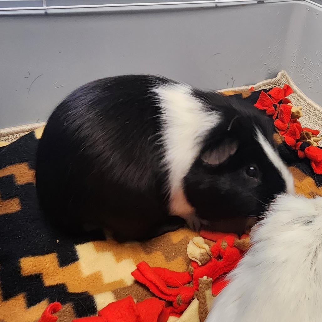 Capo, Adoptable, Adult Male Guinea Pig.