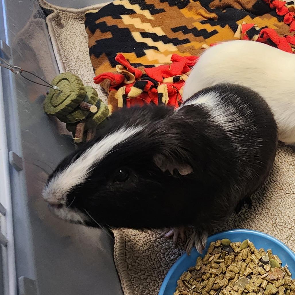 Enlarge Capo, a Adoptable Guinea Pig in West Olive, MI image 2/6
