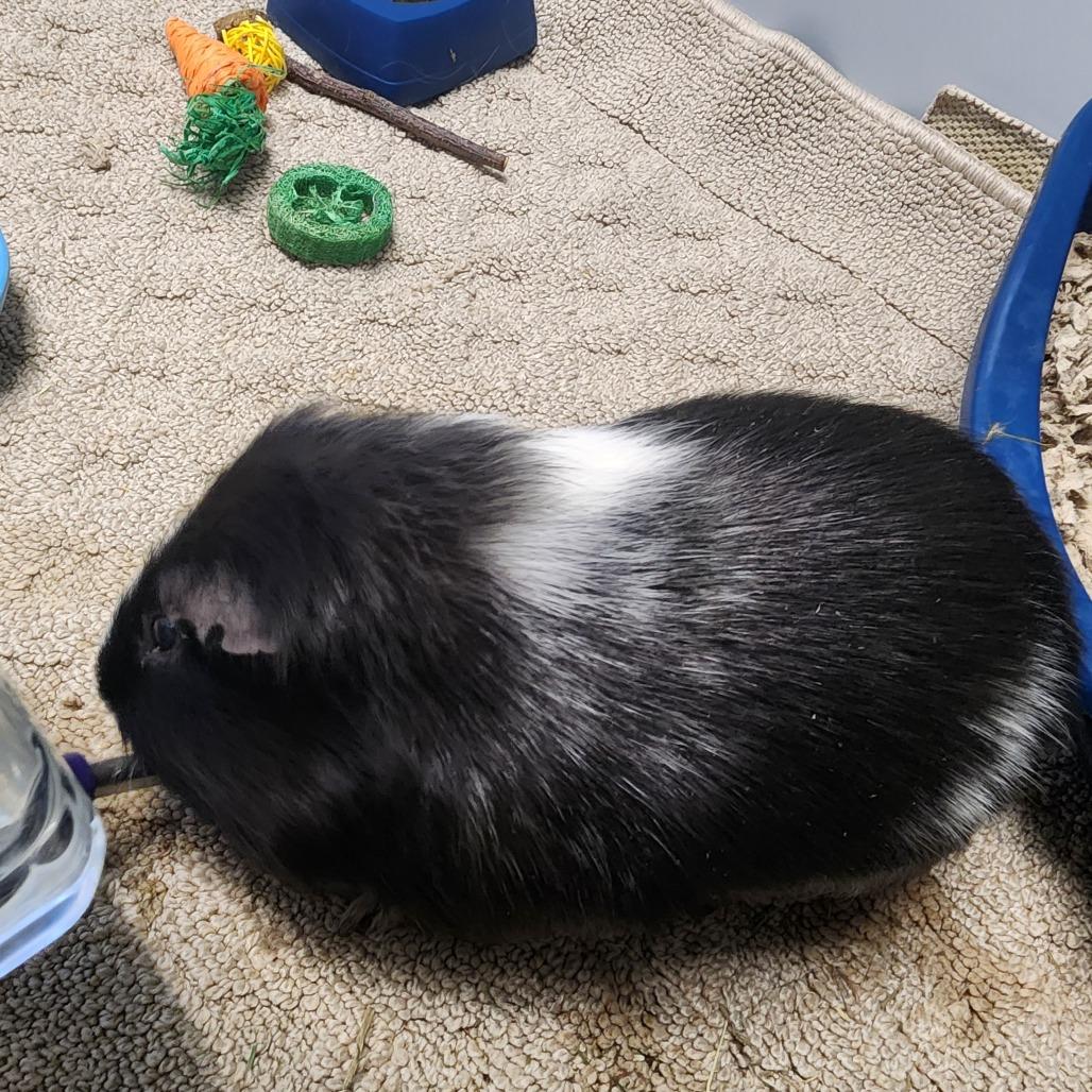 Enlarge Capo, a Adoptable Guinea Pig in West Olive, MI image 3/6