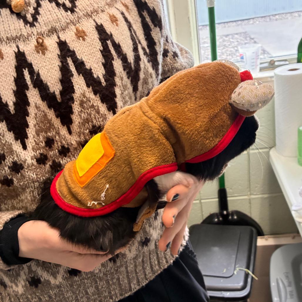 Enlarge Capo, a Adoptable Guinea Pig in West Olive, MI image 4/6
