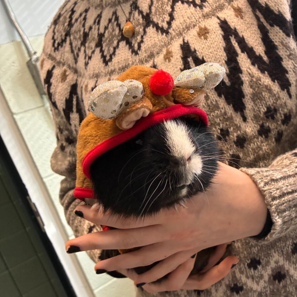 Enlarge Capo, a Adoptable Guinea Pig in West Olive, MI image 5/6