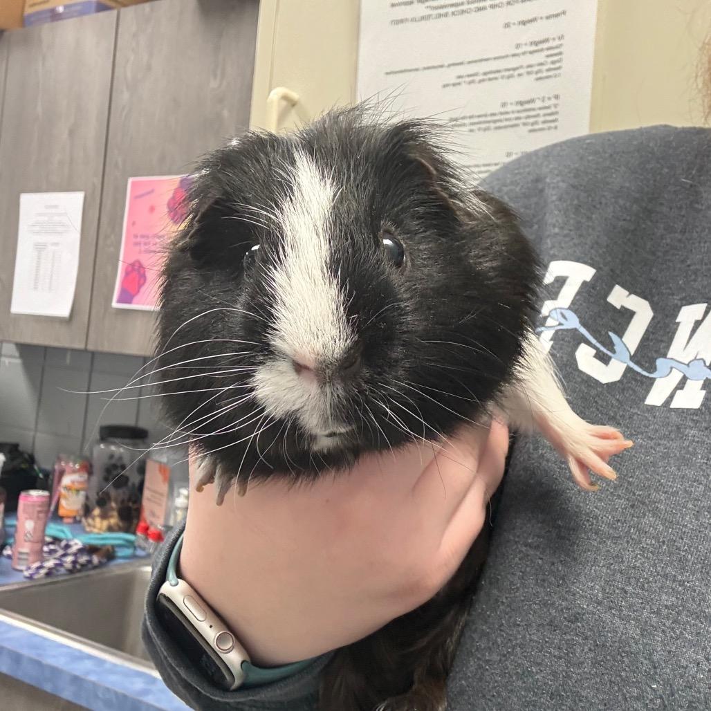 Enlarge Capo, a Adoptable Guinea Pig in West Olive, MI image 6/6