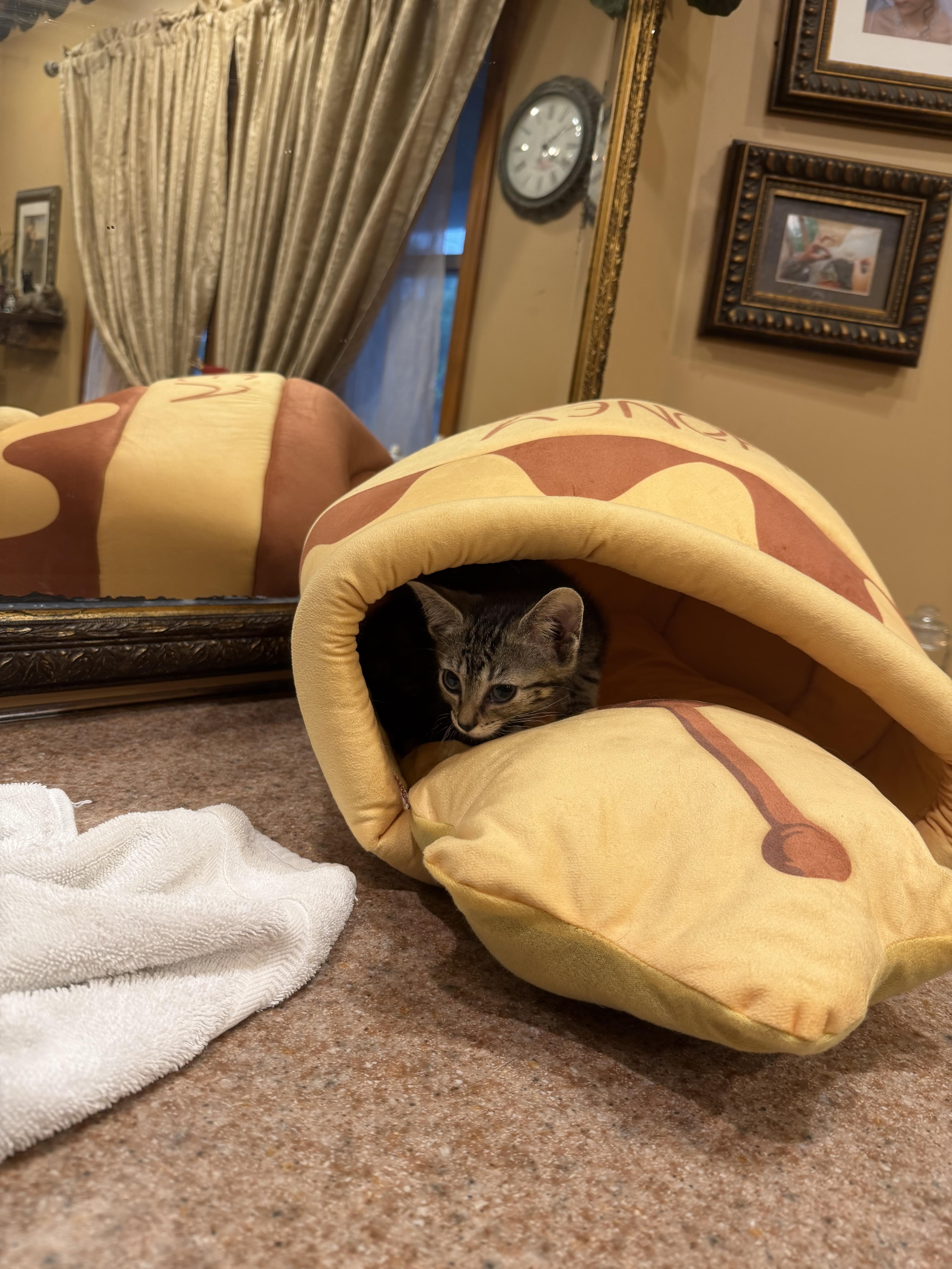 Fable, ADOPTABLE, Kitten Male Domestic Medium Hair.