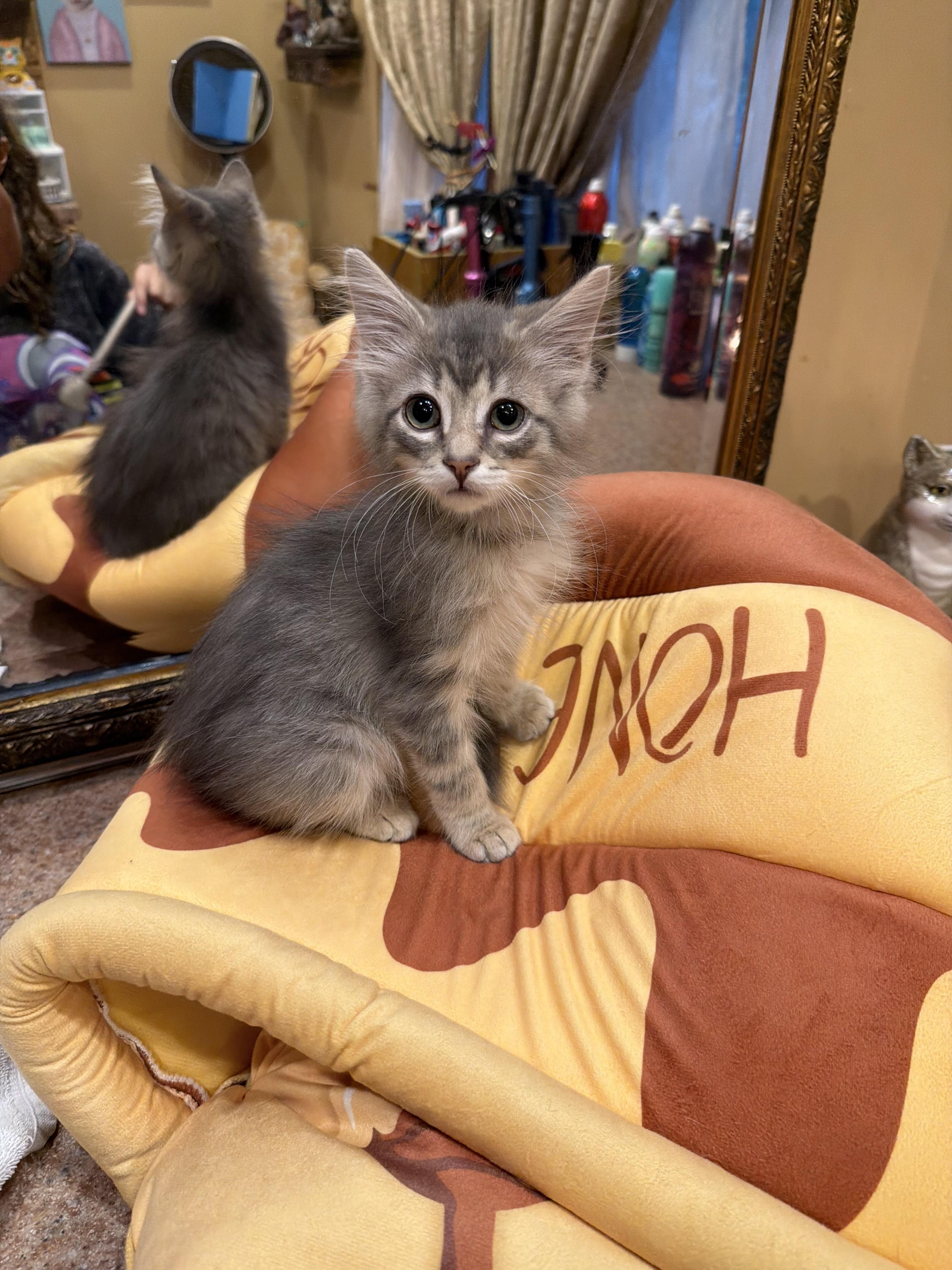 Fable, a ADOPTABLE Domestic Medium Hair in West Pittston, PA image 2/3