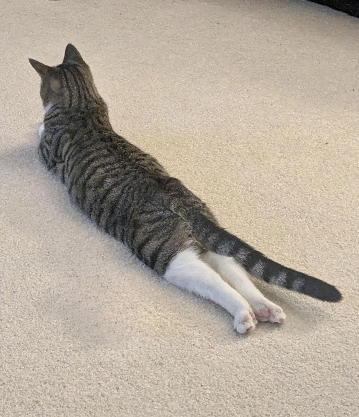 Enlarge Pepper Jack, a Adoptable Domestic Short Hair in Hanover, PA image 1/3