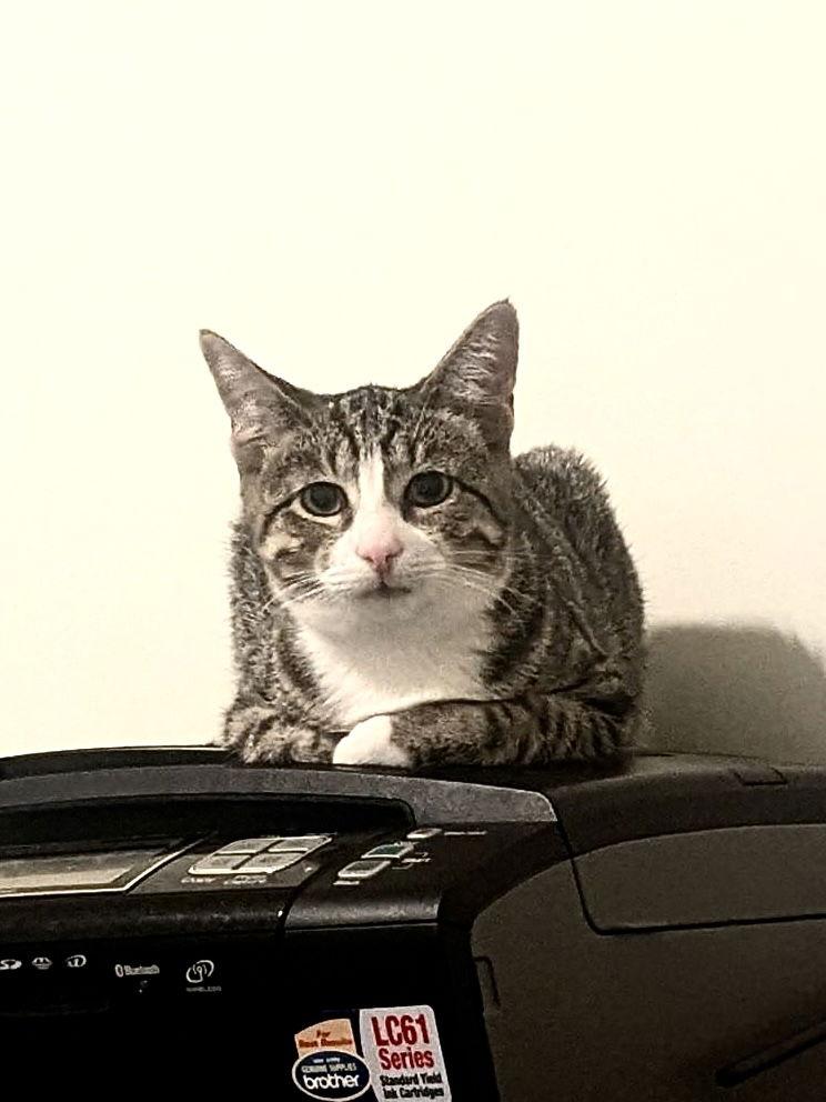 Enlarge Pepper Jack, a Adoptable Domestic Short Hair in Hanover, PA image 2/3