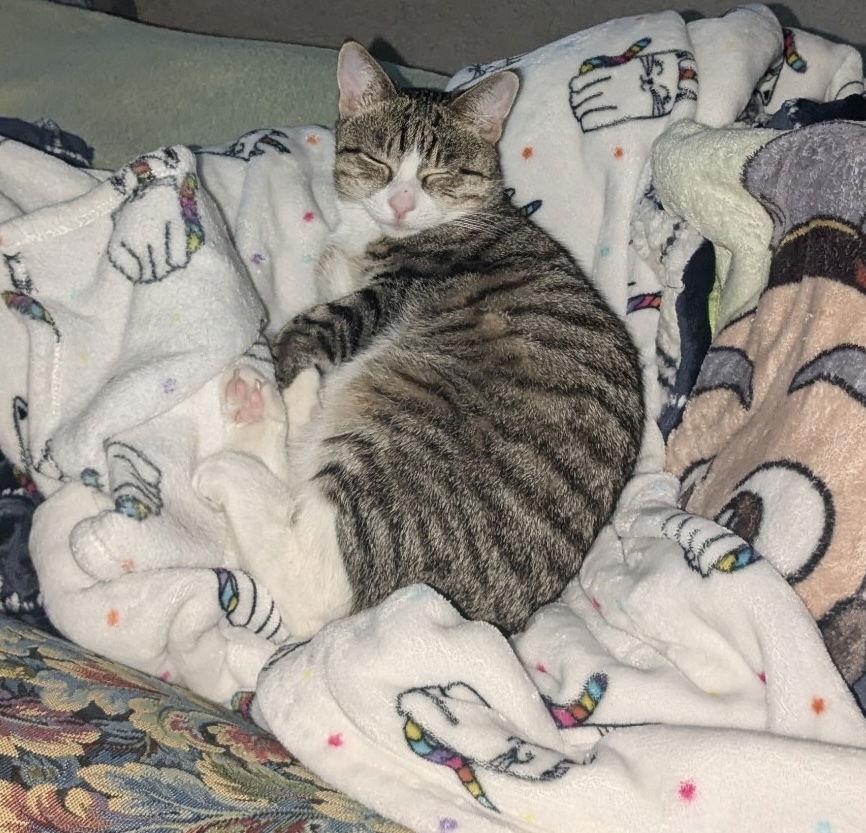 Enlarge Pepper Jack, a Adoptable Domestic Short Hair in Hanover, PA image 3/3