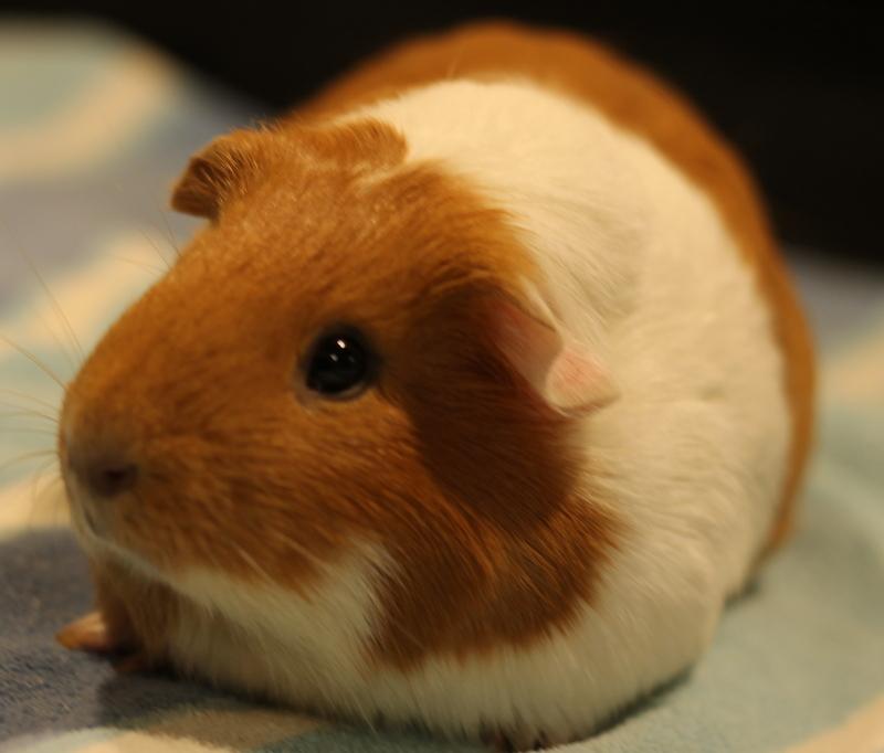 Enlarge Dorothy, a ADOPTABLE Guinea Pig in Budd Lake, NJ image 6/6