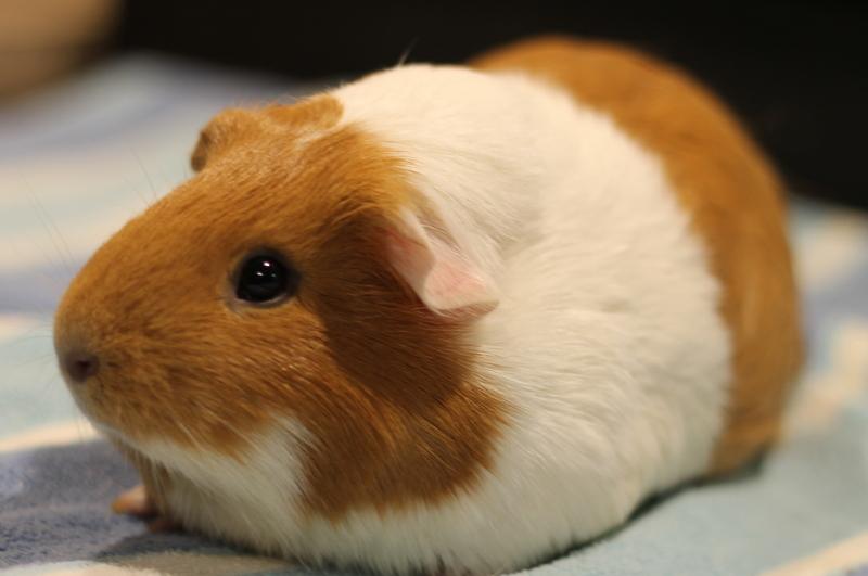 Enlarge Dorothy, a ADOPTABLE Guinea Pig in Budd Lake, NJ image 5/6