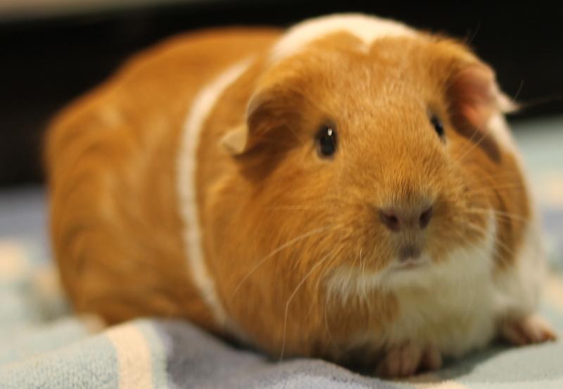 Enlarge Dorothy, a ADOPTABLE Guinea Pig in Budd Lake, NJ image 4/6