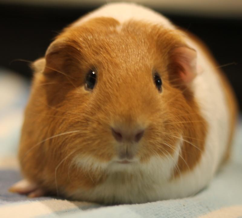 Enlarge Dorothy, a ADOPTABLE Guinea Pig in Budd Lake, NJ image 1/6