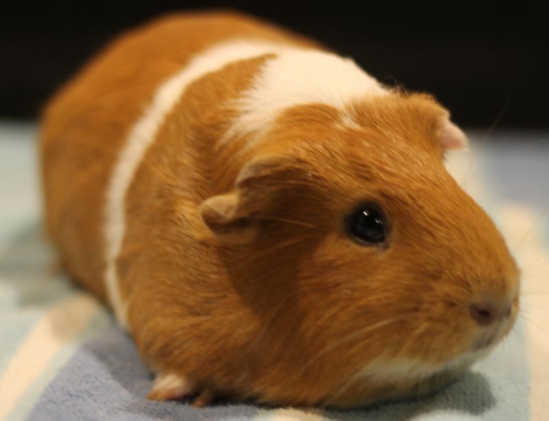 Enlarge Dorothy, a ADOPTABLE Guinea Pig in Budd Lake, NJ image 3/6