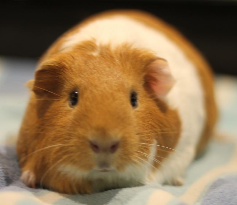 Enlarge Dorothy, a ADOPTABLE Guinea Pig in Budd Lake, NJ image 2/6