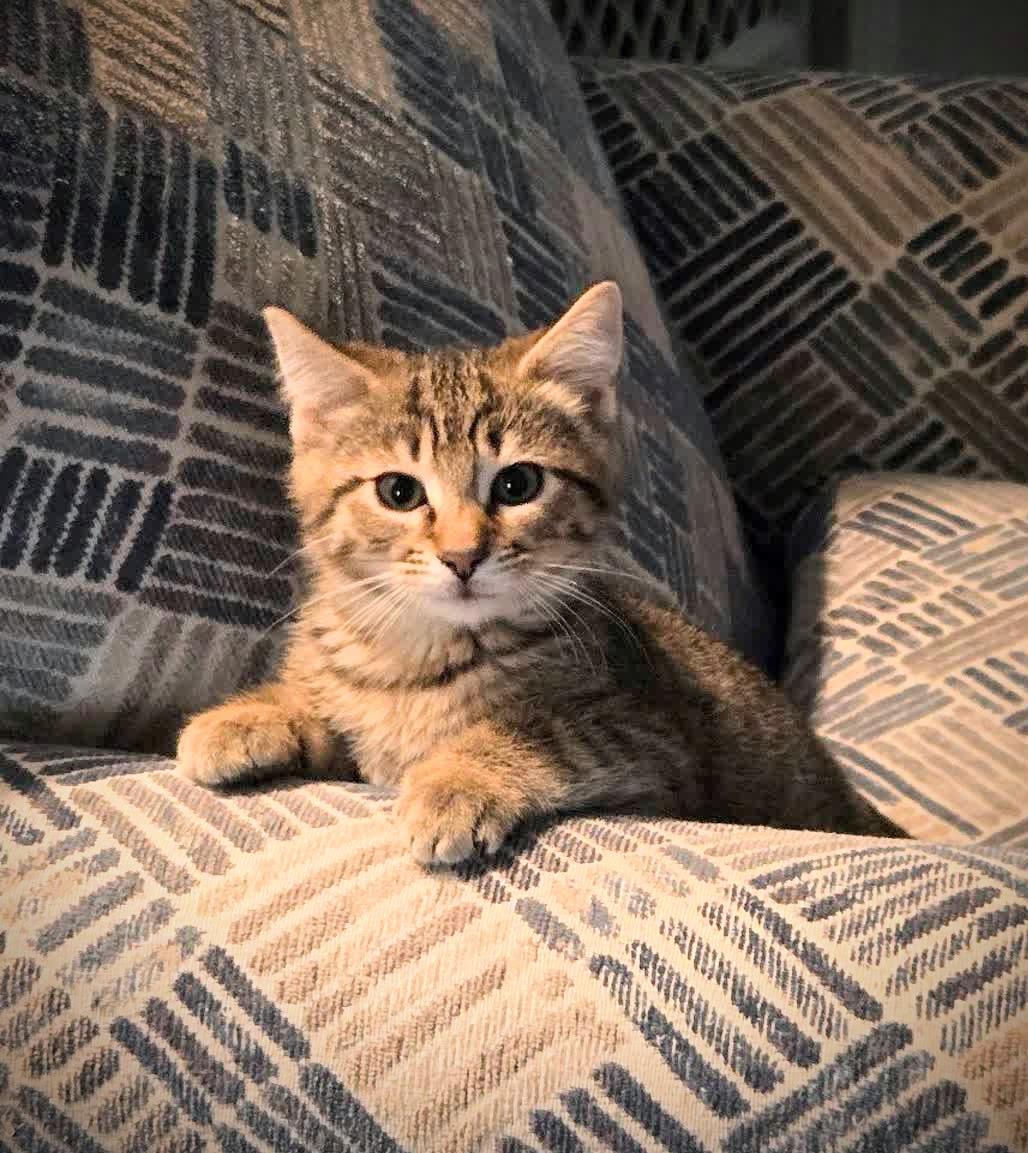 Black Widow, ADOPTABLE, Kitten Female Domestic Short Hair.