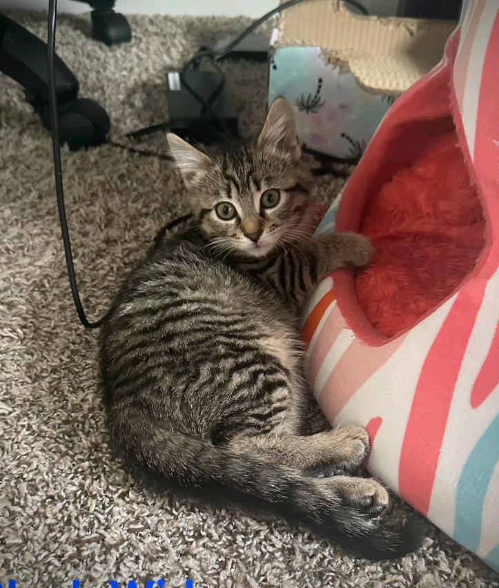 Enlarge Black Widow, a ADOPTABLE Domestic Short Hair in Murfreesboro, TN image 2/2