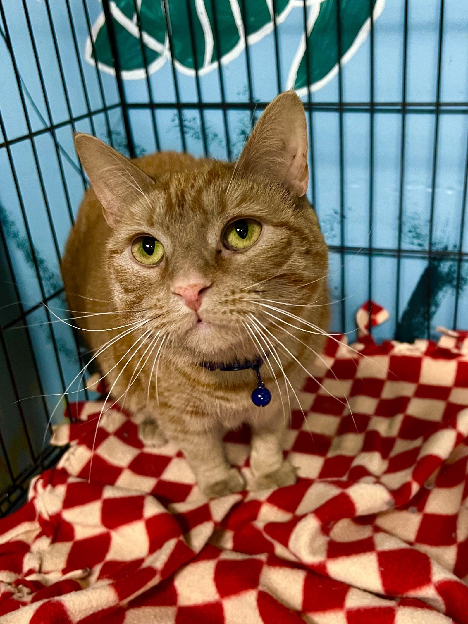 6985 (Sara), Adoptable, Adult Female Domestic Short Hair.