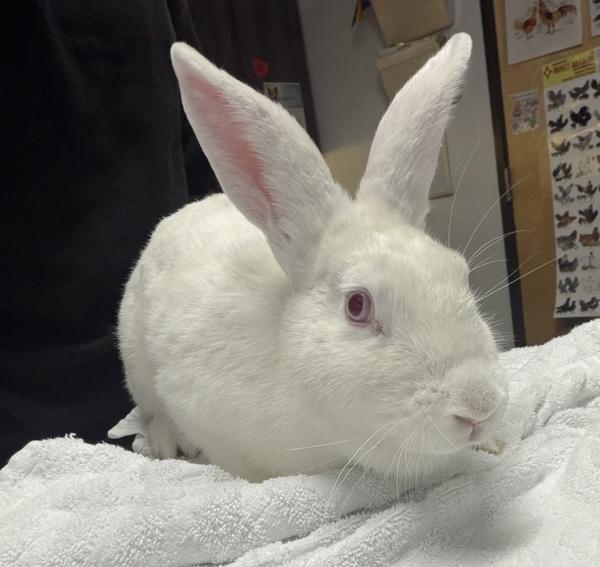 Enlarge Bee Boop, a Adoptable mixed breed in Escondido, CA image 1/1