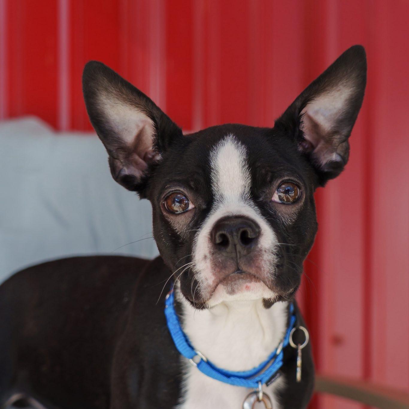 Enlarge Virgil, a ADOPTABLE mixed breed in Grafton, OH image 1/6