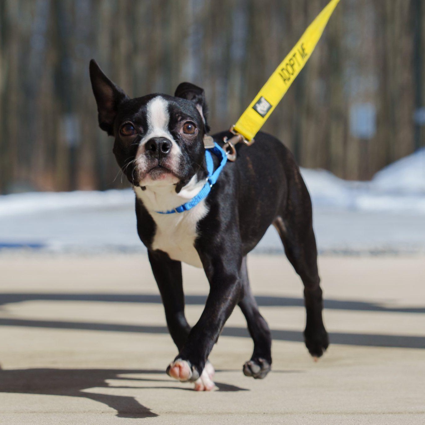 Enlarge Virgil, a ADOPTABLE mixed breed in Grafton, OH image 3/6
