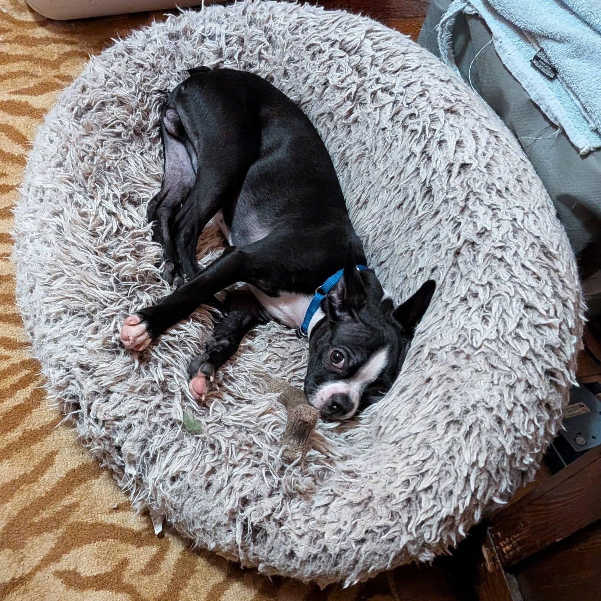 Enlarge Virgil, a ADOPTABLE mixed breed in Grafton, OH image 4/6