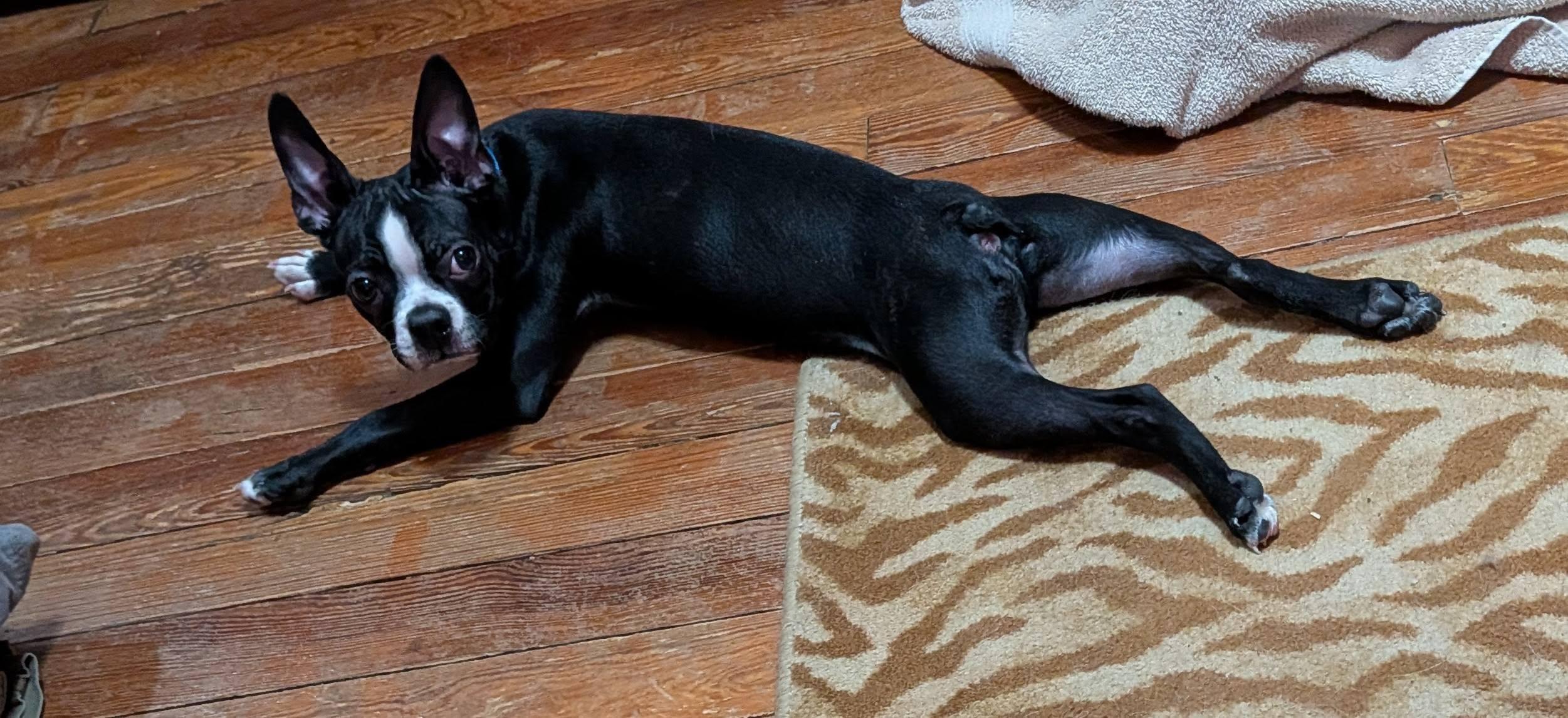 Enlarge Virgil, a ADOPTABLE mixed breed in Grafton, OH image 5/6