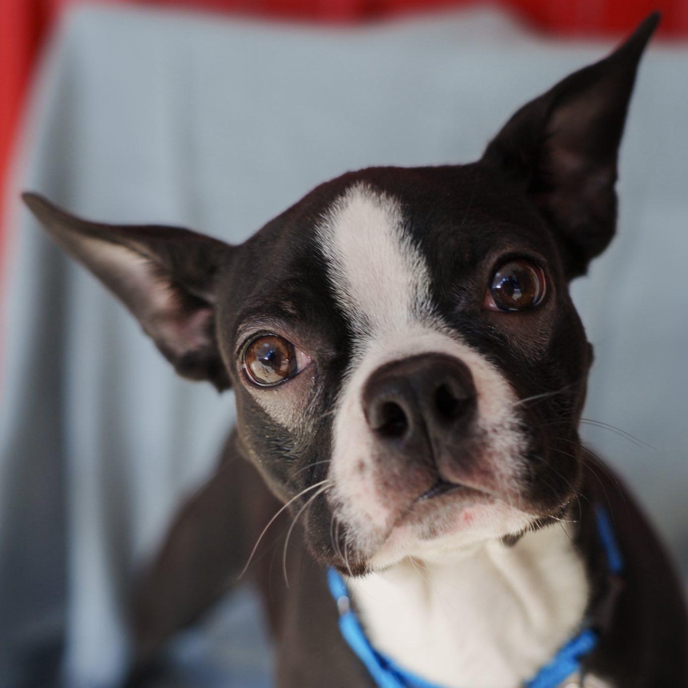 Enlarge Virgil, a ADOPTABLE mixed breed in Grafton, OH image 6/6