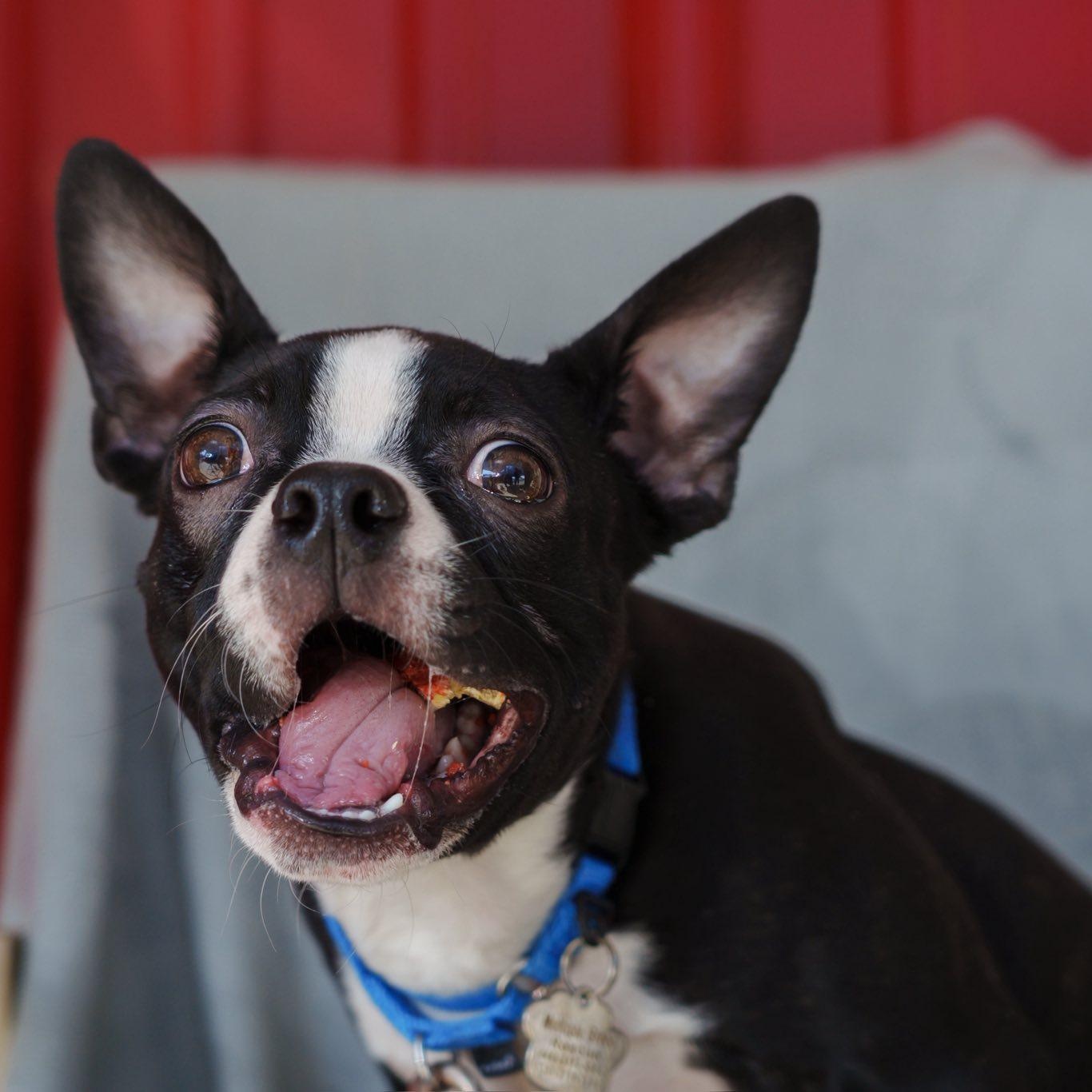 Enlarge Virgil, a ADOPTABLE mixed breed in Grafton, OH image 2/6