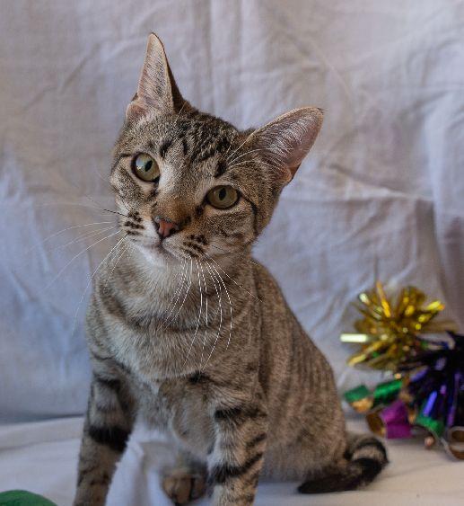 Enlarge Tillie, a Adoptable Domestic Short Hair in Lafayette, LA image 1/4