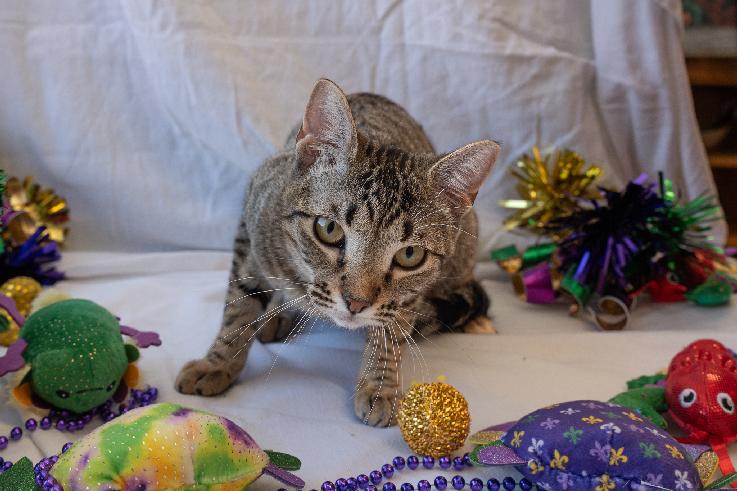Enlarge Tillie, a Adoptable Domestic Short Hair in Lafayette, LA image 3/4