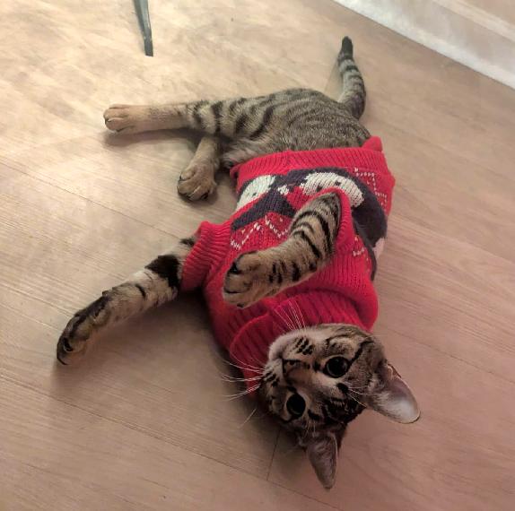 Enlarge Tillie, a Adoptable Domestic Short Hair in Lafayette, LA image 2/4