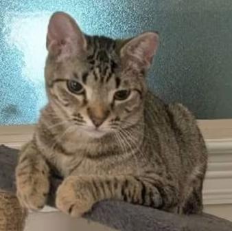 Tillie, Adoptable, Young Female Domestic Short Hair.