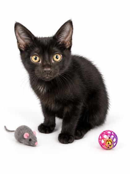 Tildy Jane, Adoptable, Kitten Female Domestic Short Hair & Domestic Short Hair.