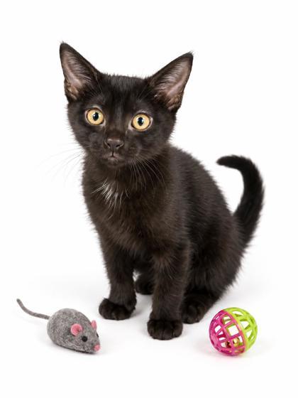 Enlarge Tildy Jane, a Adoptable mixed breed in Bowling Green, KY image 2/2
