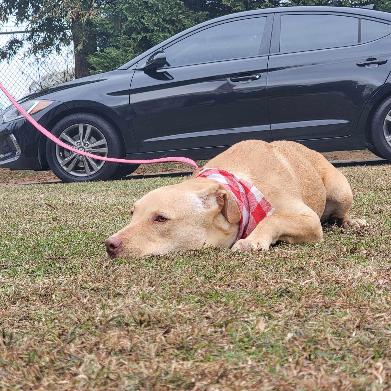 Chunk, a Adoptable mixed breed in Orangeburg, SC image 3/3