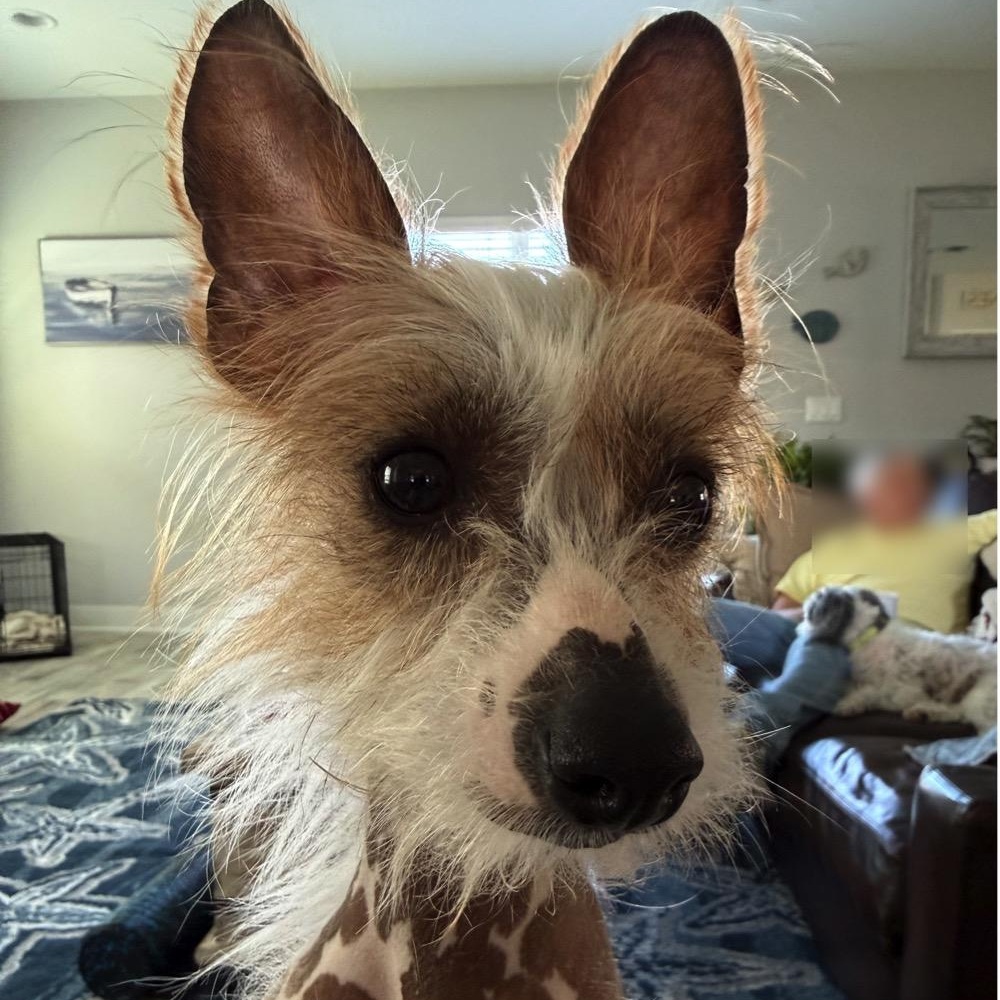 Enlarge Mikey, a ADOPTABLE Chinese Crested Dog in Orange Park, FL image 4/5