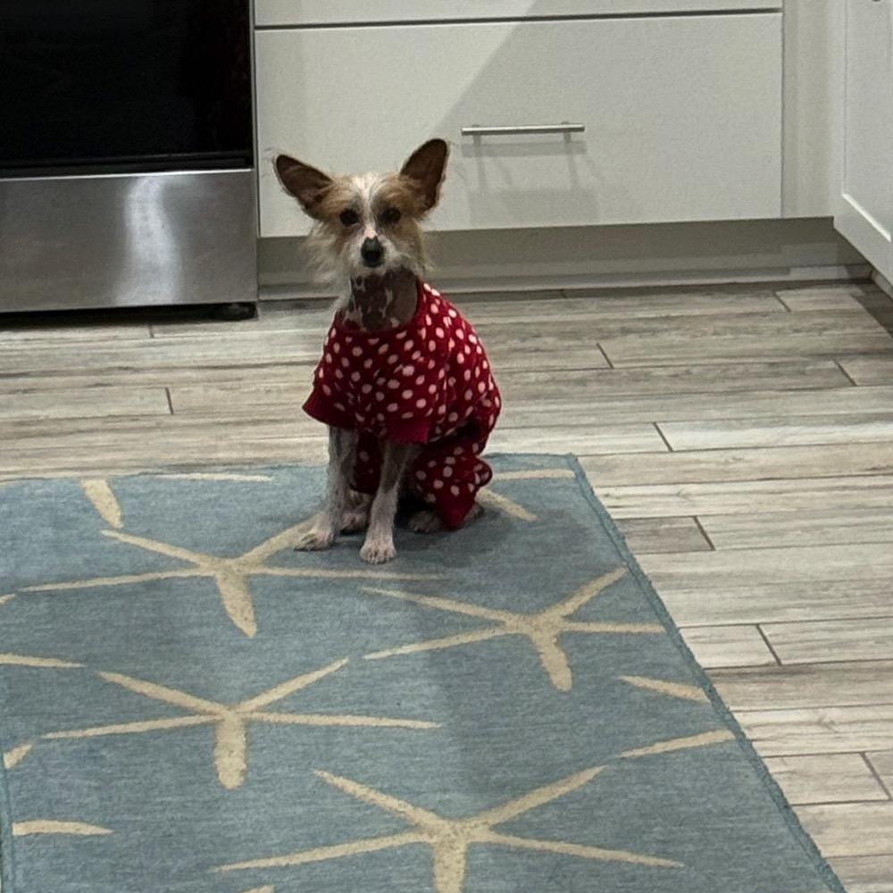 Enlarge Mikey, a ADOPTABLE Chinese Crested Dog in Orange Park, FL image 2/5