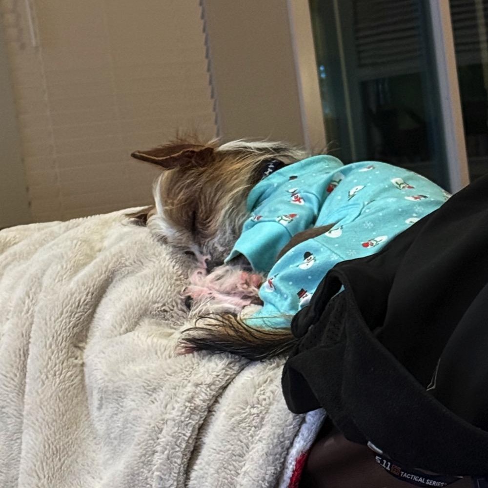 Enlarge Mikey, a ADOPTABLE Chinese Crested Dog in Orange Park, FL image 3/5