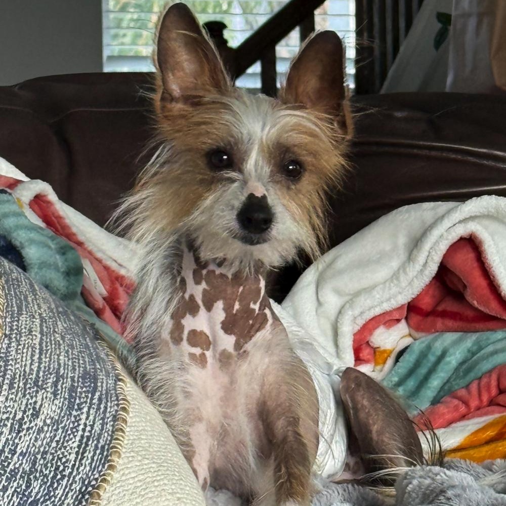 Enlarge Mikey, a ADOPTABLE Chinese Crested Dog in Orange Park, FL image 1/5