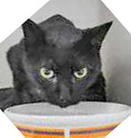 Black Gold thumbnail 2